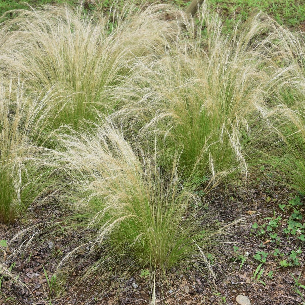 PLANT IN A BOX Herbe aux plumes - Set de 3 - Stipa tenuifolia 'Pony Tails' - H20-30cm - ⌀9cm