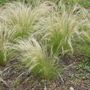 Voir la diapositive 5 : PLANT IN A BOX Herbe aux plumes - Set de 3 - Stipa tenuifolia 'Pony Tails' - H20-30cm - ⌀9cm