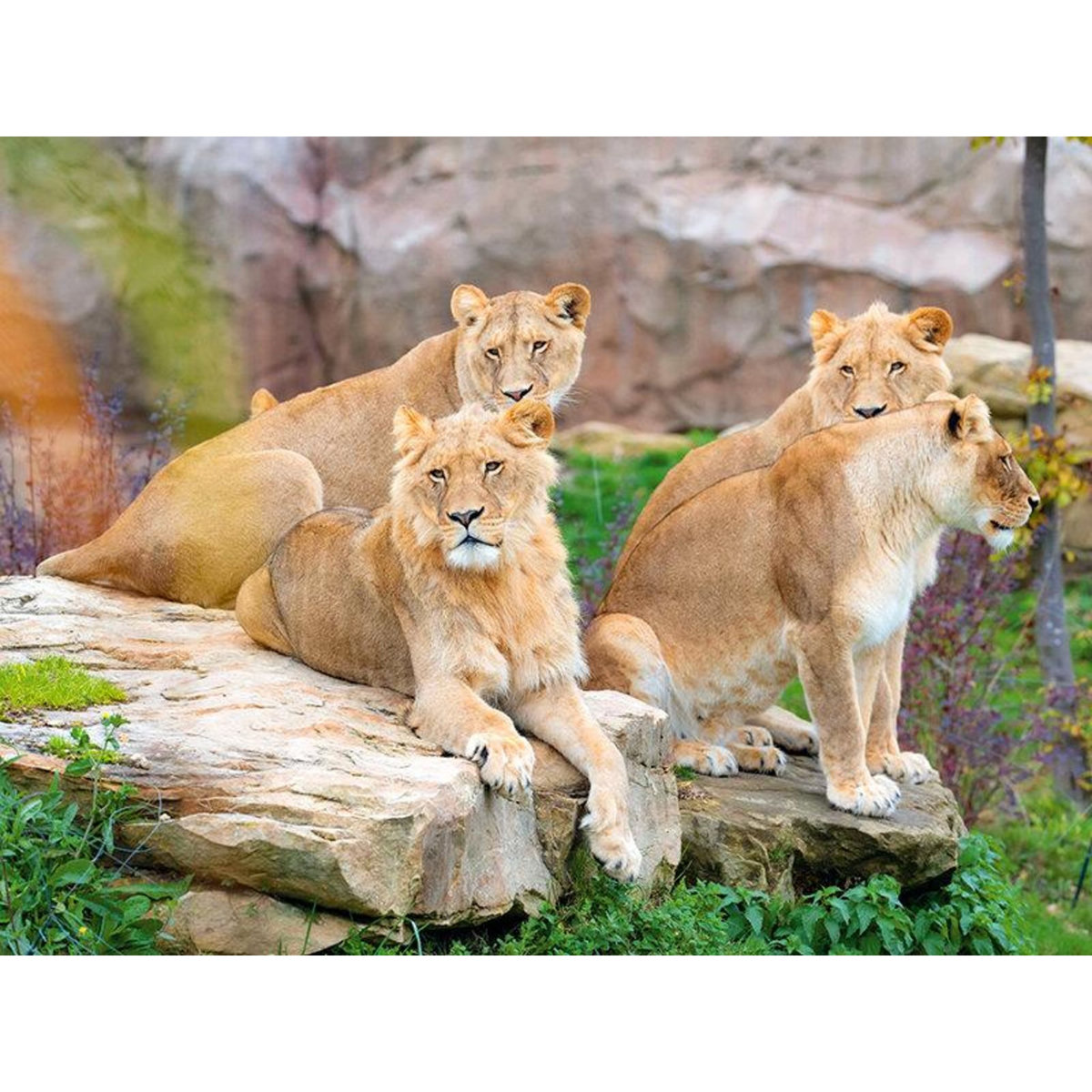 Smartbox Billet pour le ZooParc de Beauval 2025 : 1 entrée enfant pour 1 journée - Coffret Cadeau Multi-thèmes