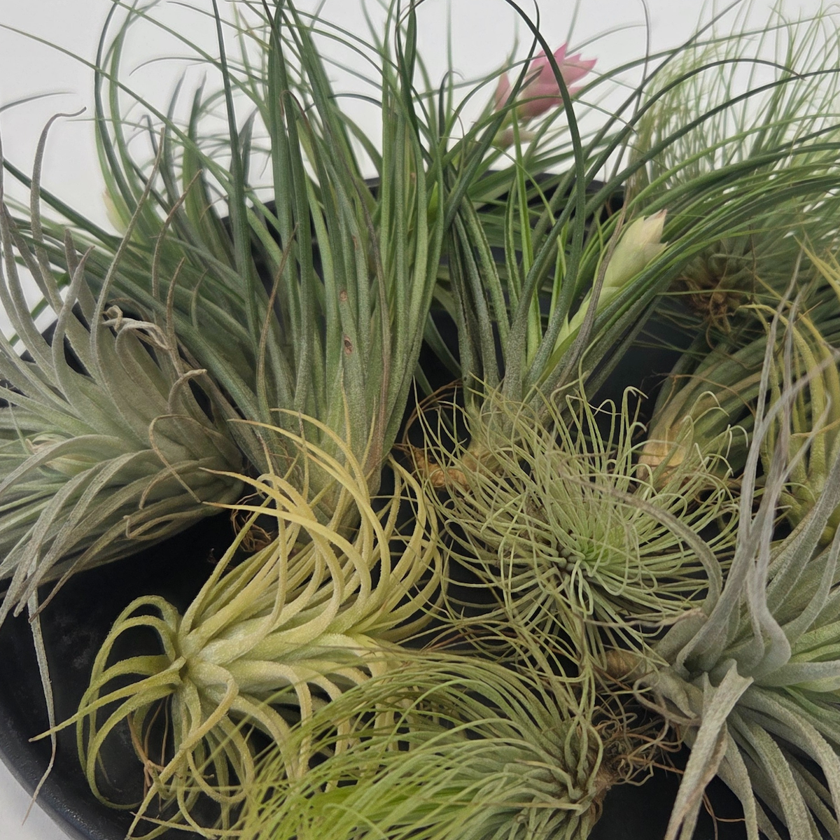 PLANT IN A BOX Plante aérienne - Set de 12 - Tillandsia - Hauteur 5-15cm - ⌀5cm