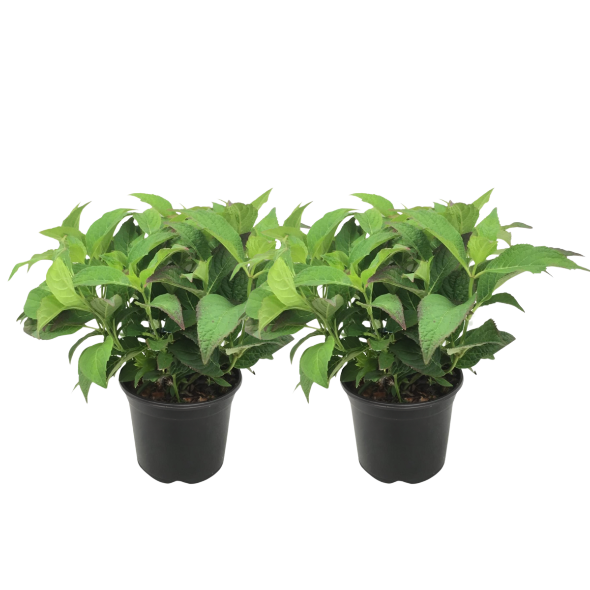 PLANT IN A BOX Hortensia - Set de 2 - Hydrangea serrata 'Summerglow' - Hauteur 25-40cm - ⌀19cm