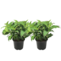 Voir la diapositive 1 : PLANT IN A BOX Hortensia - Set de 2 - Hydrangea serrata 'Summerglow' - Hauteur 25-40cm - ⌀19cm