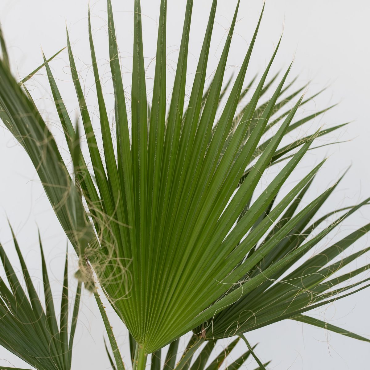 PLANT IN A BOX Palmier de Washington - Set de 2 - Washingtonia robusta - H50-60cm - ⌀15cm