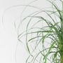 Voir la diapositive 3 : PLANT IN A BOX Pied d'éléphant - Beaucarnea 'recurvata' - Hauteur 60-70cm - ⌀21cm