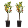 Voir la diapositive 1 : PLANT IN A BOX Pommier - Set de 2 - Malus - Hauteur 60-70cm - ⌀17cm