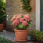 Voir la diapositive 5 : PLANT IN A BOX Hortensia - Set de 3 - Hydrangea macrophylla 'Early Pink' - H25-40cm - ⌀9cm