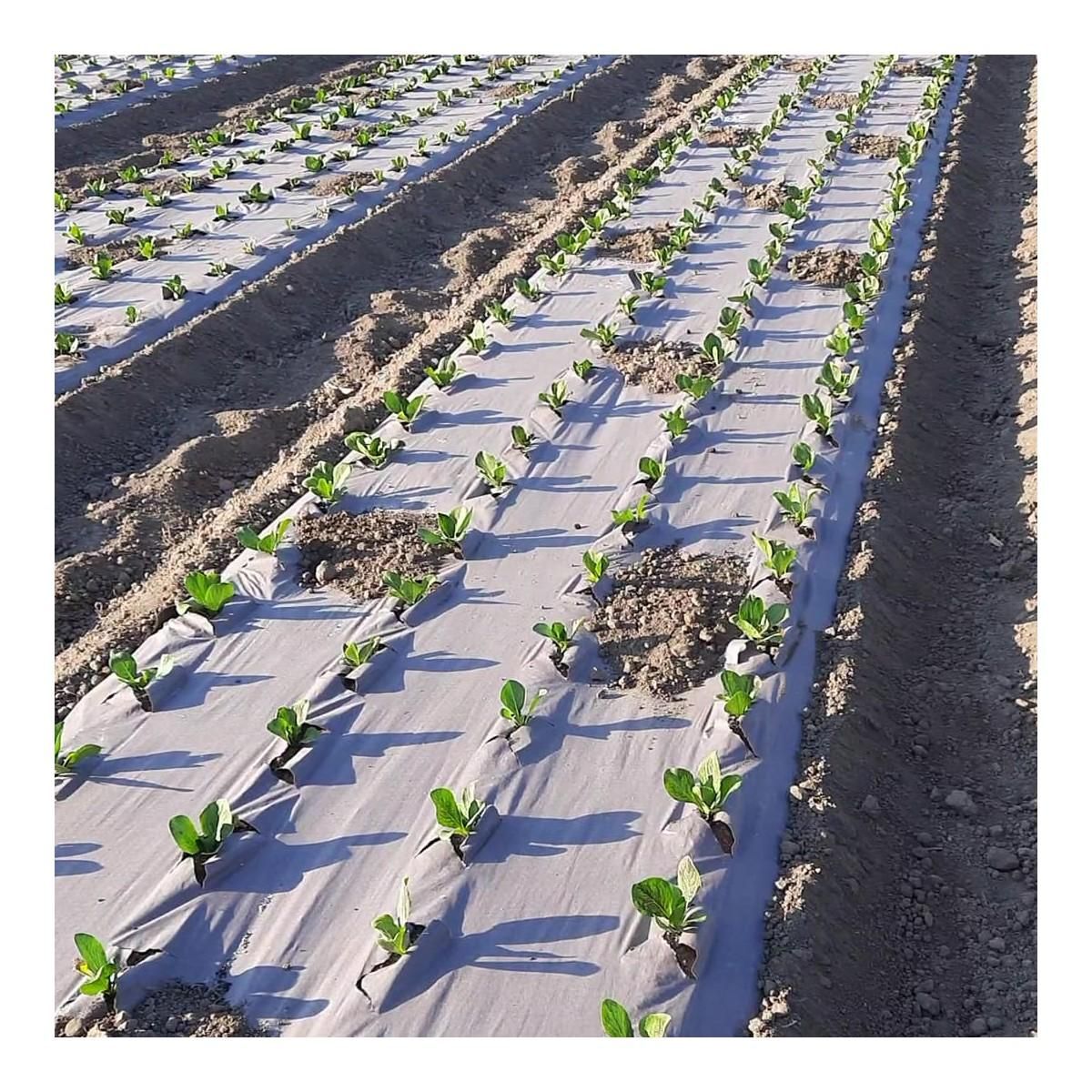 KZ GARDEN Toile de paillage Papier Kraft 0.6 x 100m Autodégradable Paillage pour Jardin Anti mauvaises herbes 100% Cellulose