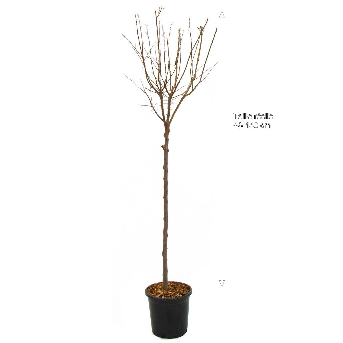 Prunier Golden Japan