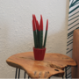Voir la diapositive 4 : PLANT IN A BOX Sansevieria cylindrique - Hauteur 20-40cm - Pot 9cm