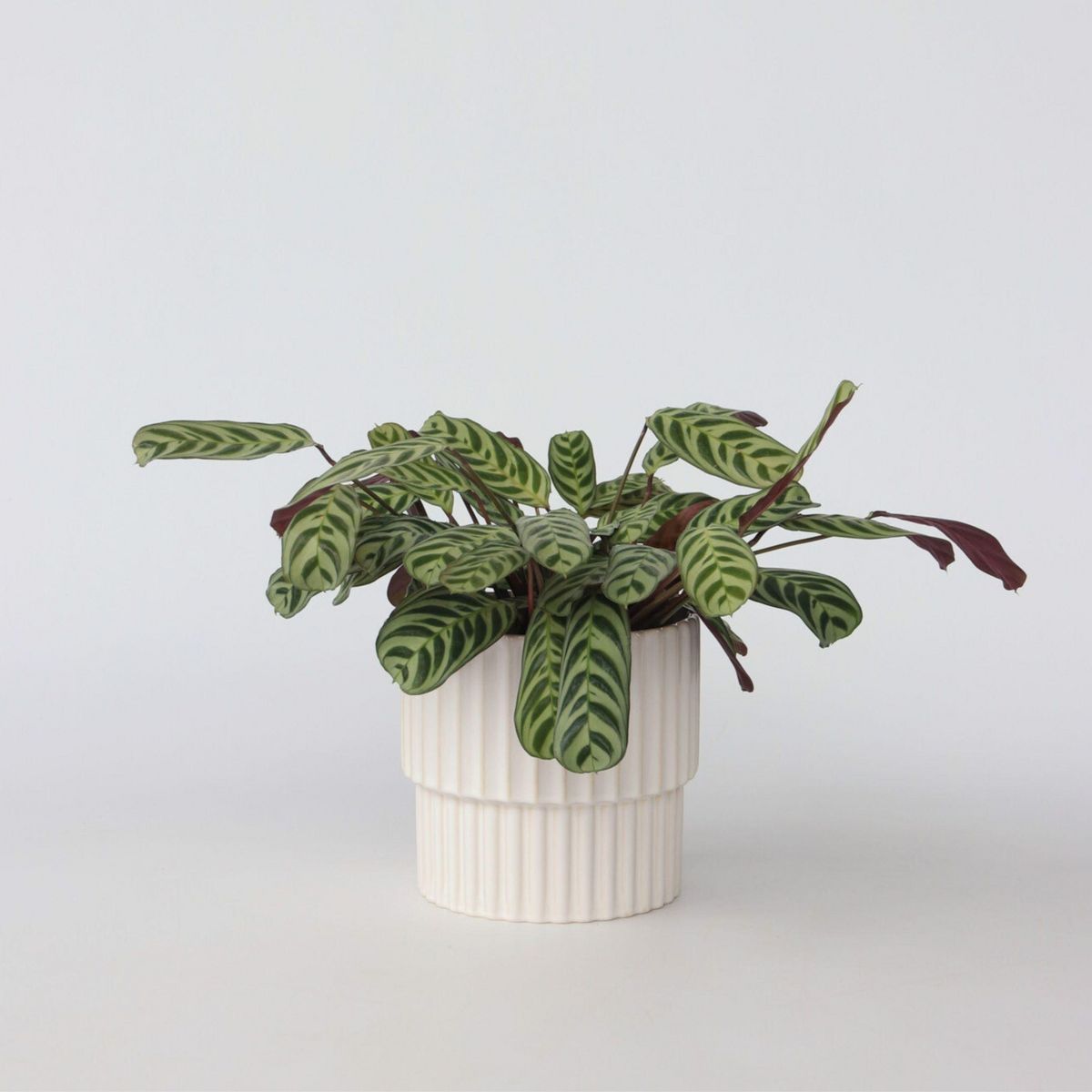PLANT IN A BOX Plante Dormeuse - Ctenanthe 'burle-marxii' - Hauteur 30-40cm - ⌀14cm
