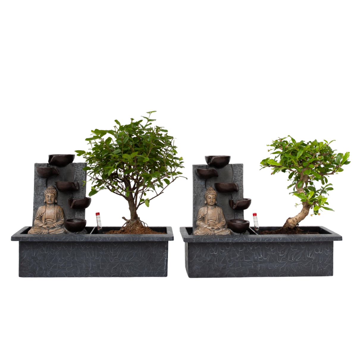 PLANT IN A BOX Bonsaï - Set de 2 - Bonsai - Hauteur 25-35cm - ⌀29cm
