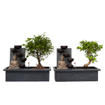 PLANT IN A BOX Bonsaï - Set de 2 - Bonsai - Hauteur 25-35cm - ⌀29cm