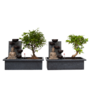 Voir la diapositive 1 : PLANT IN A BOX Bonsaï - Set de 2 - Bonsai - Hauteur 25-35cm - ⌀29cm