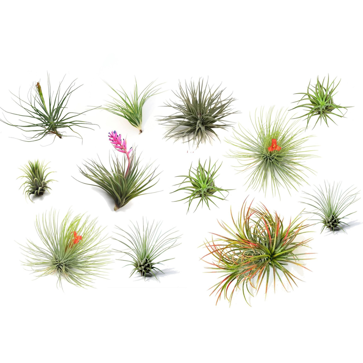 PLANT IN A BOX Plante aérienne - Set de 12 - Tillandsia - Hauteur 5-15cm - ⌀5cm