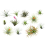 Voir la diapositive 1 : PLANT IN A BOX Plante aérienne - Set de 12 - Tillandsia - Hauteur 5-15cm - ⌀5cm