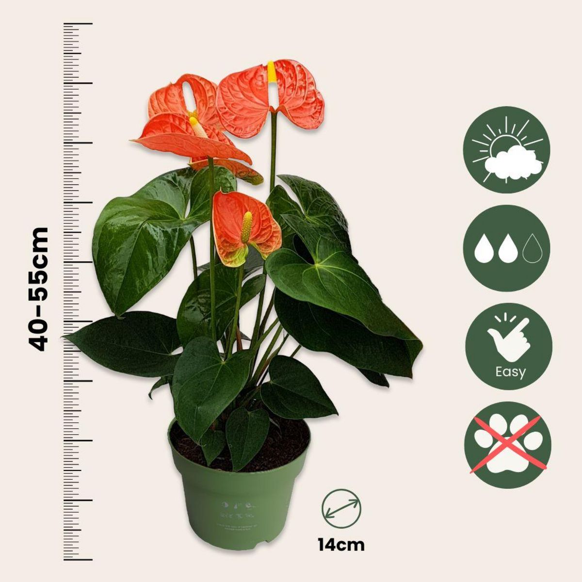 PLANT IN A BOX Langue de feu - Anthurium 'Madural Orange' - Hauteur 40-55cm - ø14cm