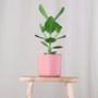Voir la diapositive 4 : PLANT IN A BOX Pommier baumier - Clusia rosea 'Princess' - Hauteur 25-35cm - ⌀12cm