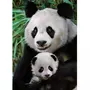 DINO Puzzle 1000 pièces : La famille Panda