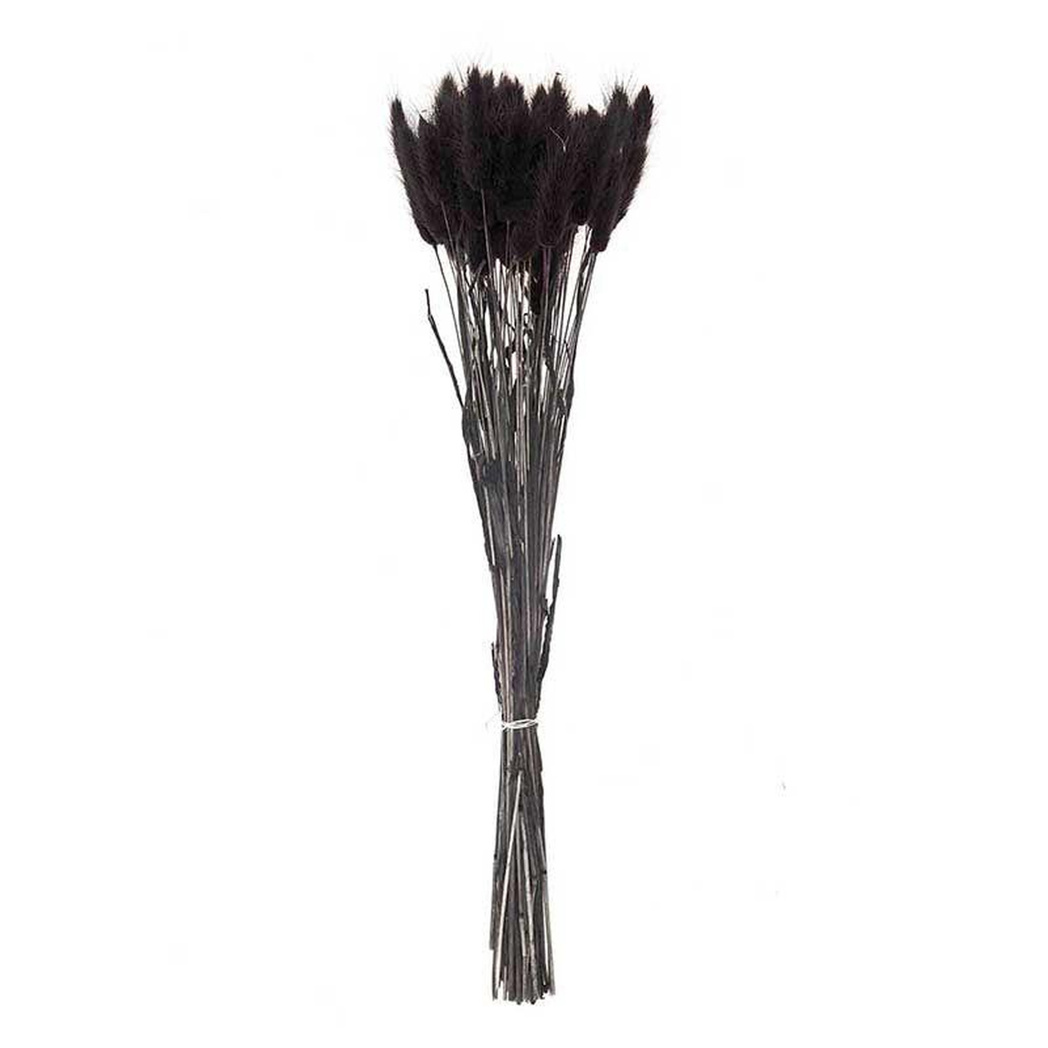 Voir la diapositive 1 : RICO DESIGN Lagurus séchés noir - 45 cm