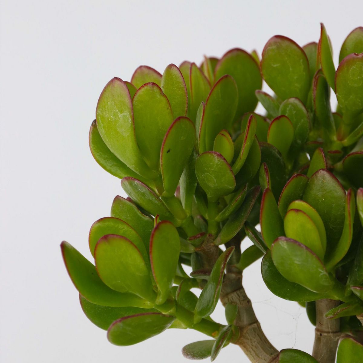 PLANT IN A BOX Arbre à jade - Lot 2 - Crassula ovata - Hauteur 15-25cm - ø12cm