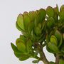 Voir la diapositive 2 : PLANT IN A BOX Arbre à jade - Lot 2 - Crassula ovata - Hauteur 15-25cm - ø12cm