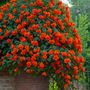 Voir la diapositive 4 : PLANT IN A BOX Bignone à trompettes - Set de 2 - Campsis 'Mme Galen' - H110-120cm - ⌀17cm