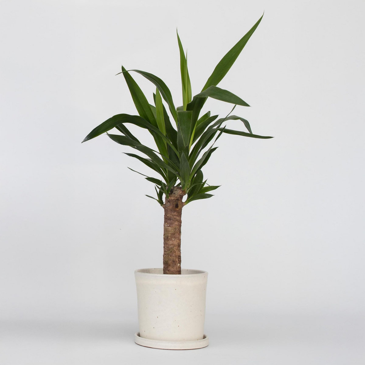 PLANT IN A BOX Pied d'éléphant - Yucca elephantipes - Hauteur 50-60cm - ⌀14cm