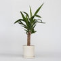 Voir la diapositive 6 : PLANT IN A BOX Pied d'éléphant - Yucca elephantipes - Hauteur 50-60cm - ⌀14cm