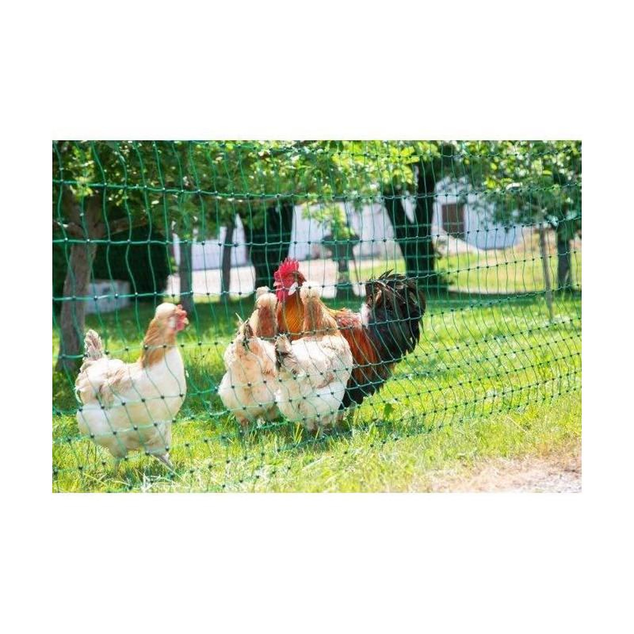 Voir la diapositive 2 : KERBL Filet E volaille - KERBL - 25 m - 106 cm - Double pointe - Vert