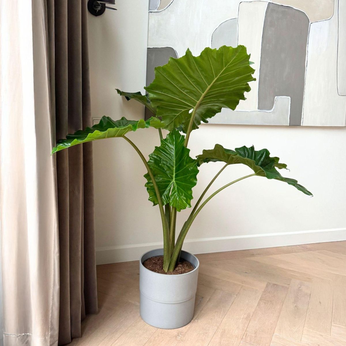 PLANT IN A BOX Plante éléphant - Alocasia 'Portodora' - Hauteur 110-120cm - ⌀32cm