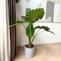 Voir la diapositive 4 : PLANT IN A BOX Plante éléphant - Alocasia 'Portodora' - Hauteur 110-120cm - ⌀32cm