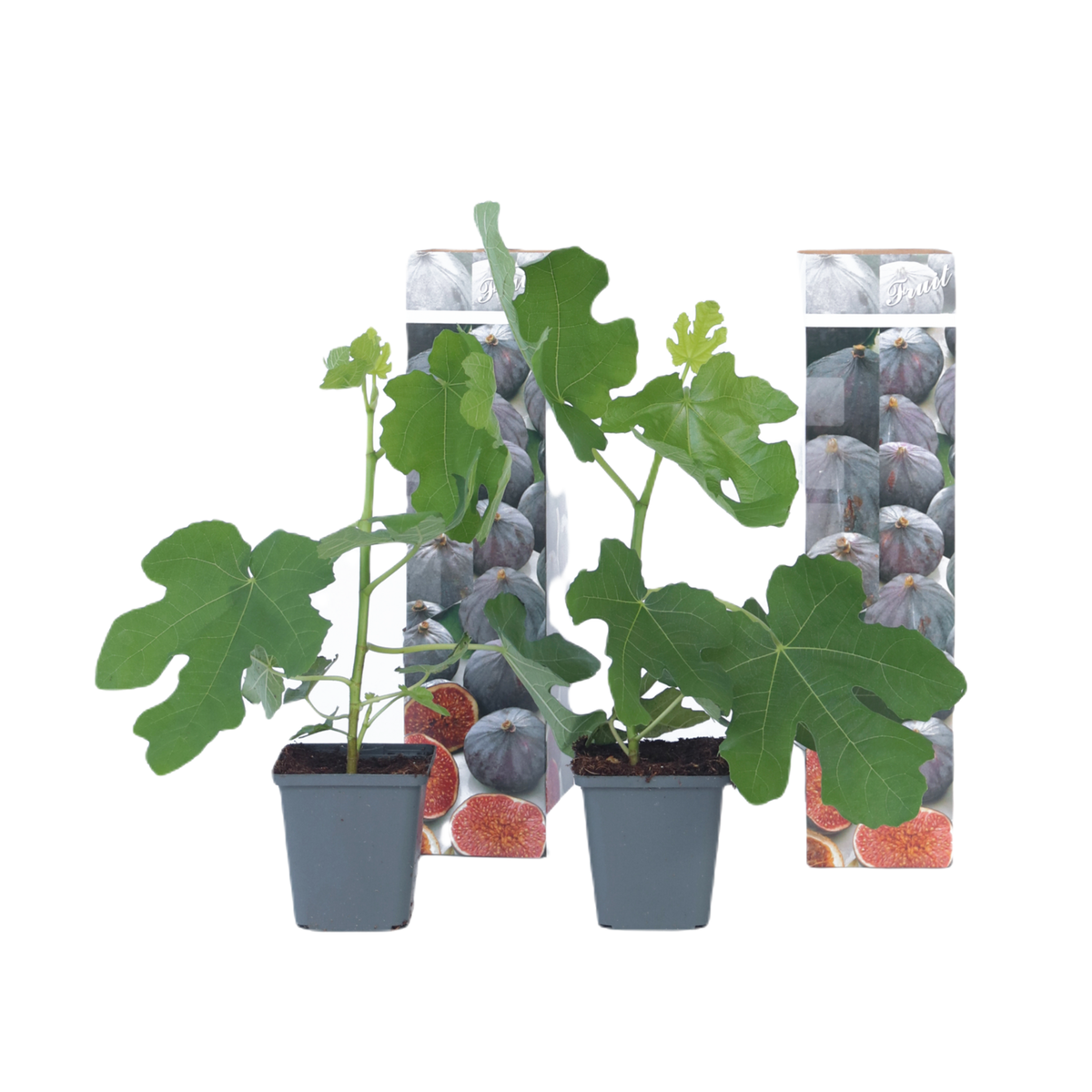 PLANT IN A BOX Figuier de Barbarie - Set de 2 - Ficus carica 'Brown Turkey' - H25-40cm - ⌀9cm