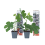 Voir la diapositive 1 : PLANT IN A BOX Figuier de Barbarie - Set de 2 - Ficus carica 'Brown Turkey' - H25-40cm - ⌀9cm
