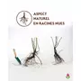  Collection de Rosiers botaniques - Le paquet de 2 racines nues / 2 branches - Willemse
