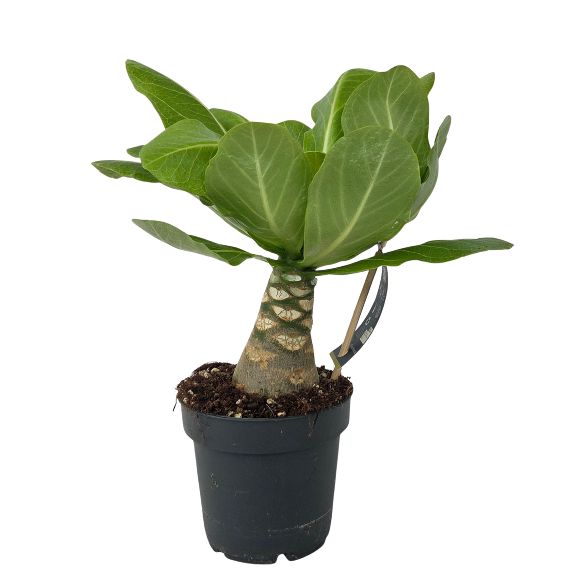PLANT IN A BOX Palmier hawaïen - Brighamia insignis - Hauteur 25-35cm - Pot 12cm