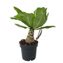 Voir la diapositive 1 : PLANT IN A BOX Palmier hawaïen - Brighamia insignis - Hauteur 25-35cm - Pot 12cm