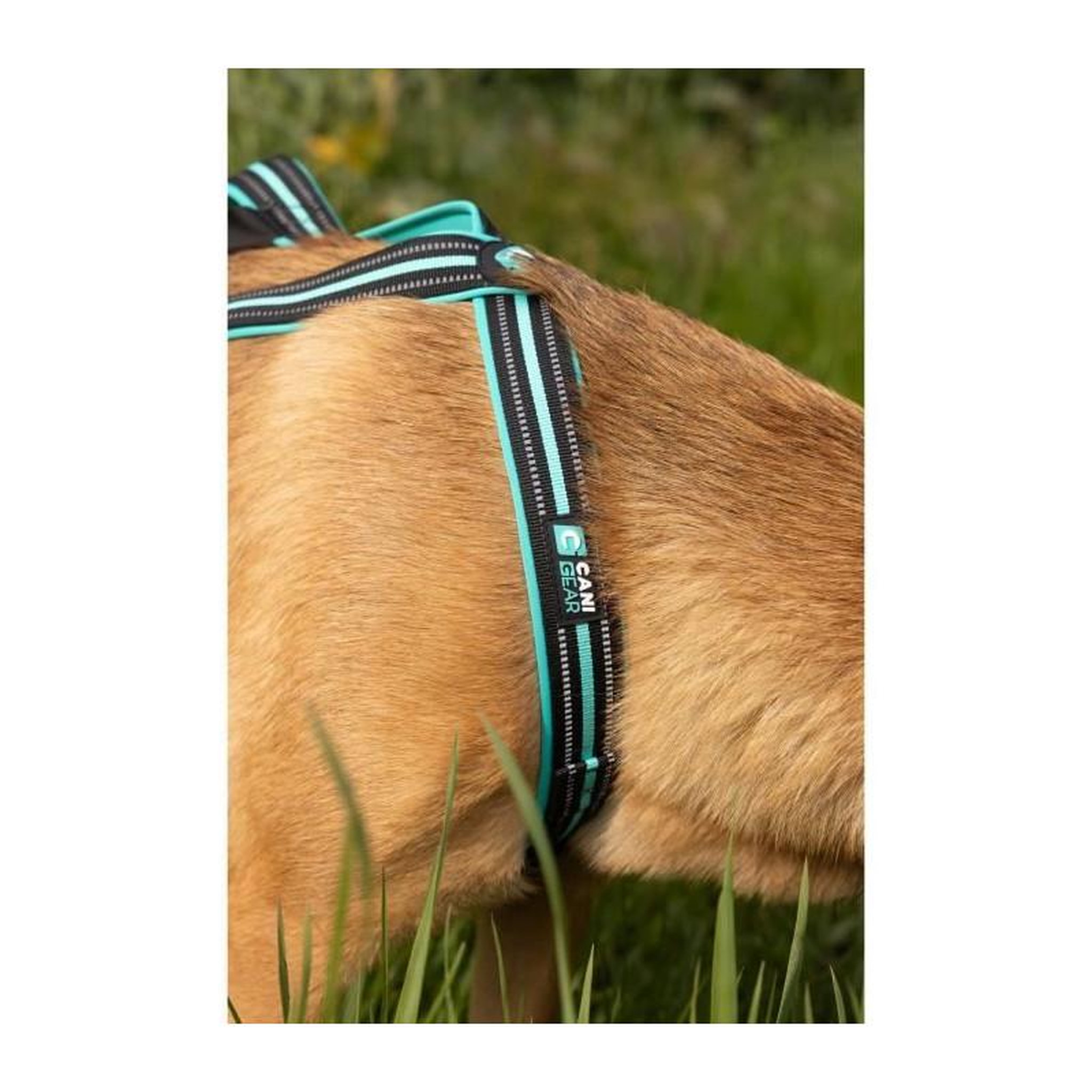 Voir la diapositive 6 : Harnais de traction pour chien - OLYMPIA - S - Type X-back - Bleu