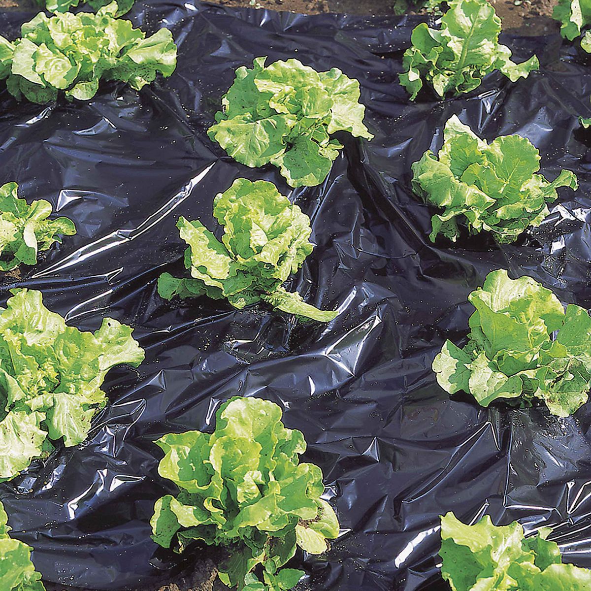  Film de paillage noir Windhager