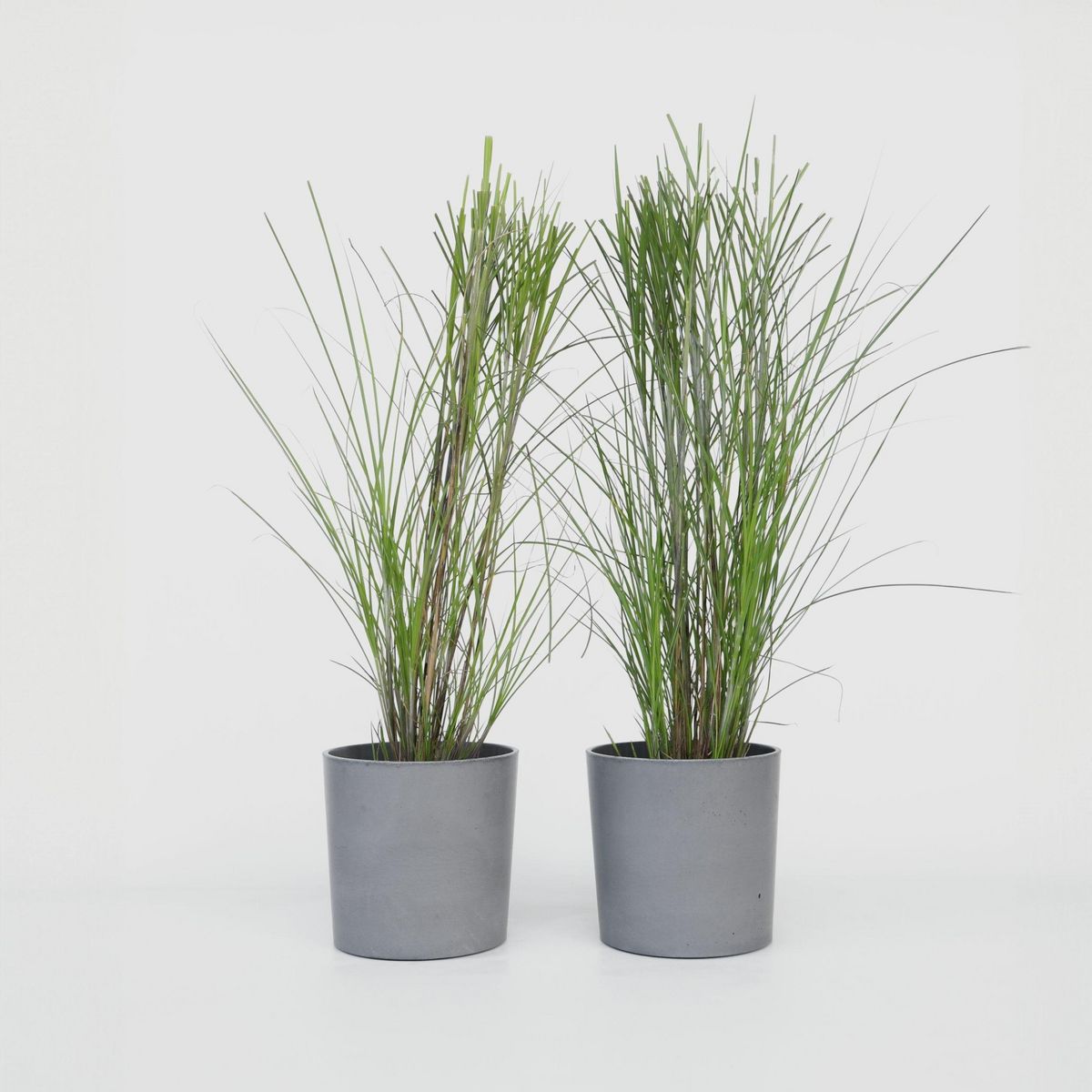PLANT IN A BOX Roseau de Chine - Set de 2 - Miscanthus 'Gracillimus' - H40-60cm - ⌀23cm