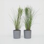 Voir la diapositive 6 : PLANT IN A BOX Roseau de Chine - Set de 2 - Miscanthus 'Gracillimus' - H40-60cm - ⌀23cm