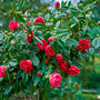 Voir la diapositive 3 : PLANT IN A BOX Camélia - Set de 2 - Camellia japonica 'Dr. King' - Hauteur 50-60cm - ⌀15cm