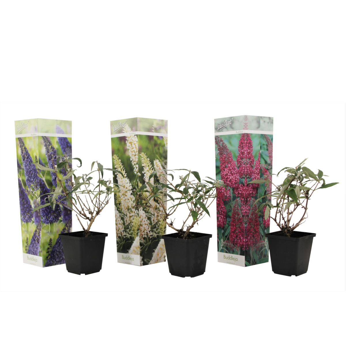 PLANT IN A BOX Arbre à papillons - Set de 3 - Buddleja davidii - Hauteur 25-40cm - ⌀9cm