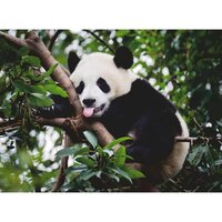 Schmidt Puzzle 500 pièces : La famille panda à la cascade pas cher 