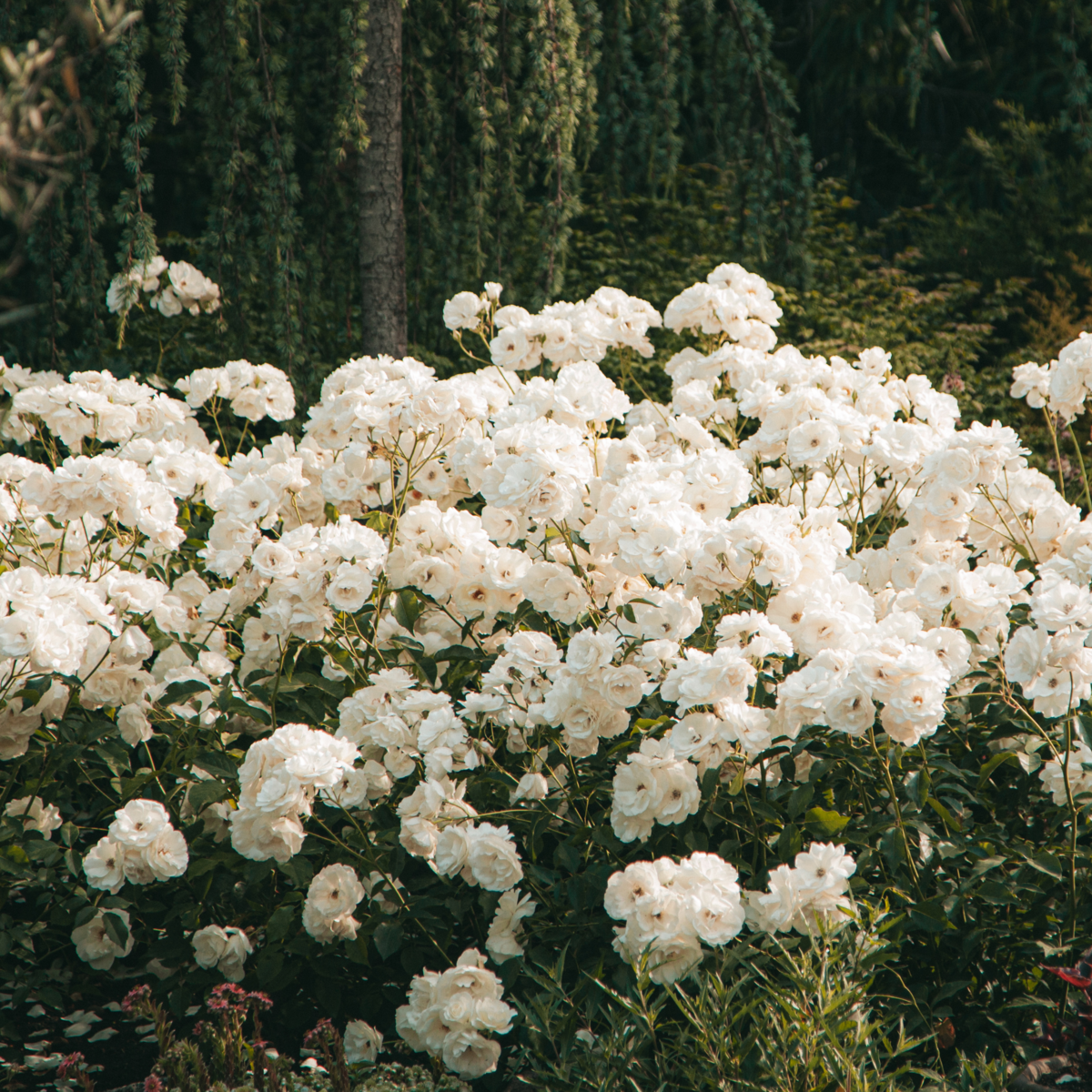 PLANT IN A BOX Buisson à fleurs - Set de 3 - Rhododendron 'Cunningham' - H25-40cm - ⌀9cm
