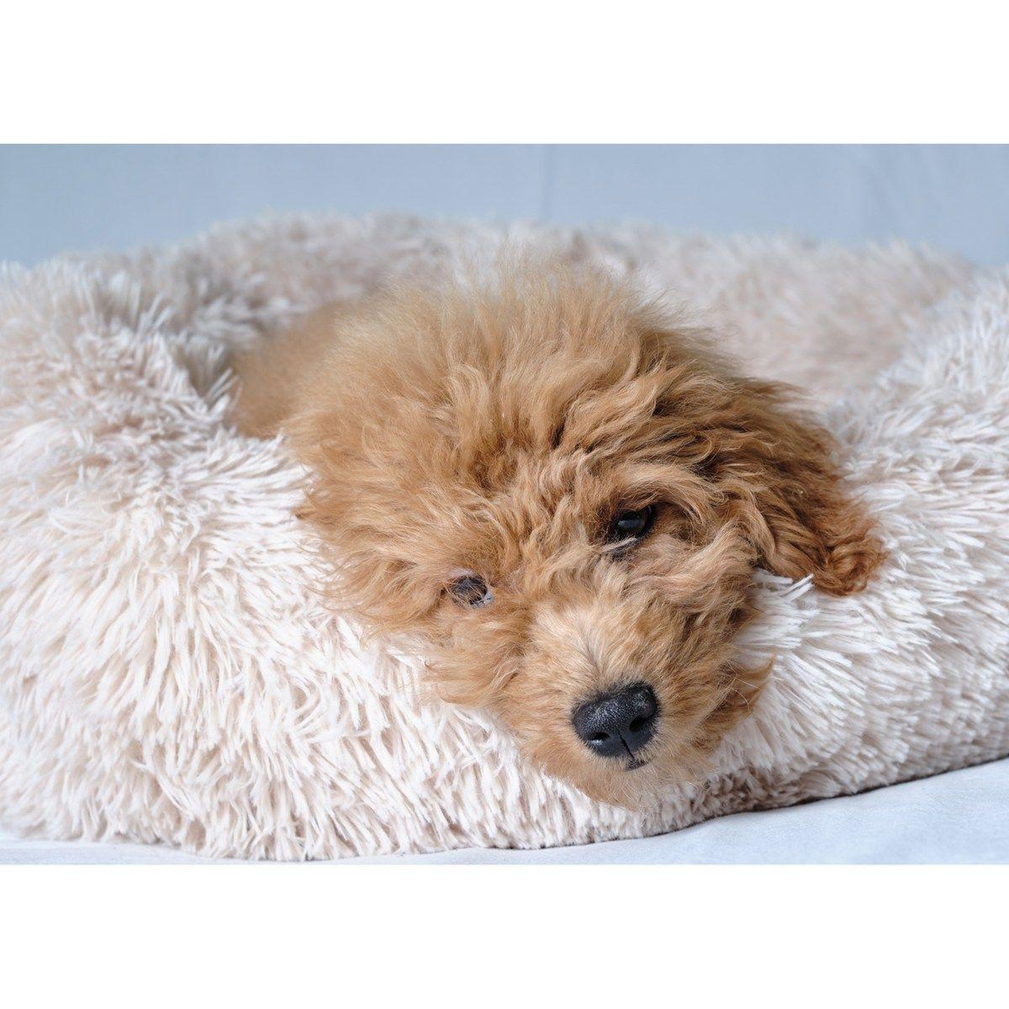 Voir la diapositive 5 : LOVE STORY Panier rond pour chien & chat  fluffy  55cm écru
