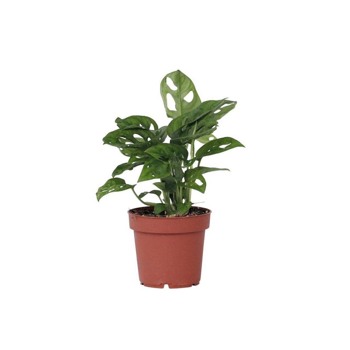 PLANT IN A BOX Plante à trous - Monstera adansonii 'Monkey Mask' - Hauteur 25-30cm - ⌀12cm