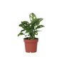 Voir la diapositive 1 : PLANT IN A BOX Plante à trous - Monstera adansonii 'Monkey Mask' - Hauteur 25-30cm - ⌀12cm