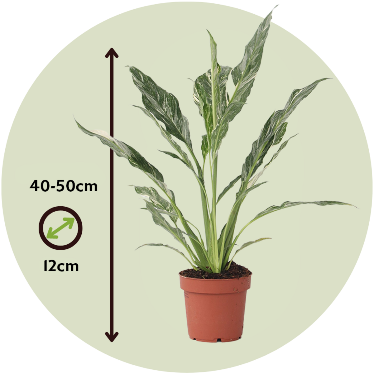 PLANT IN A BOX Fleur de lune - Spathiphyllum 'Diamond' - Hauteur 40-50cm - ⌀12cm