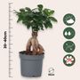 Voir la diapositive 2 : PLANT IN A BOX Bonsaï - Set de 2 - Ficus microcarpa - Hauteur 30-40cm - ⌀12cm