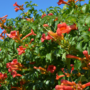 Voir la diapositive 4 : PLANT IN A BOX Bignone à trompettes - Campsis taglibuana 'Mme Galen' - H110-120cm - ⌀17cm
